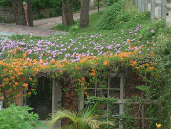 nhà hoa, tường hoa đà lạt