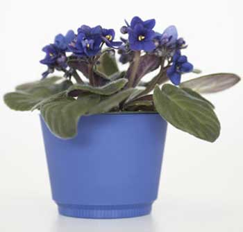 Hoa violet châu Phi.