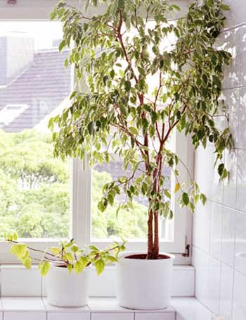 Cây đa búp đỏ.