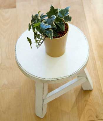 Cây thường xuân.