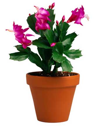 Cây ráy thơm, hoa xương rồng.