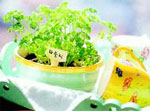 làm đẹp nhà bằng rau