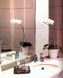 chiếu sáng toilet 