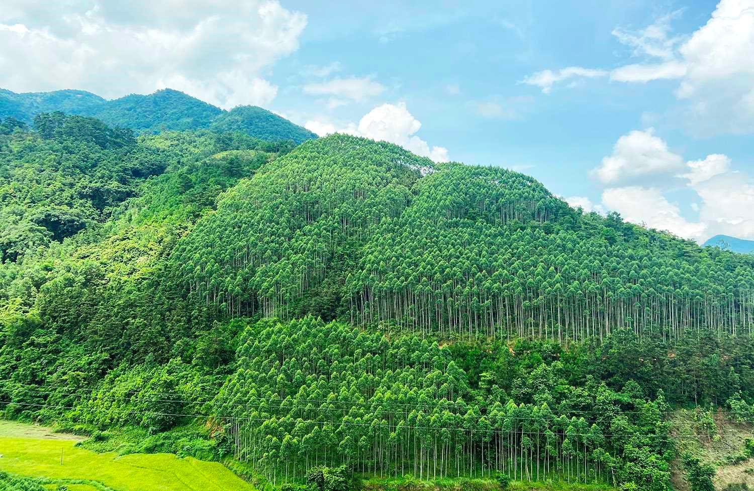Những ngành tiềm năng bán tín chỉ carbon