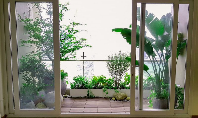 cây chịu nắng tốt để trồng ở ban công chung cư