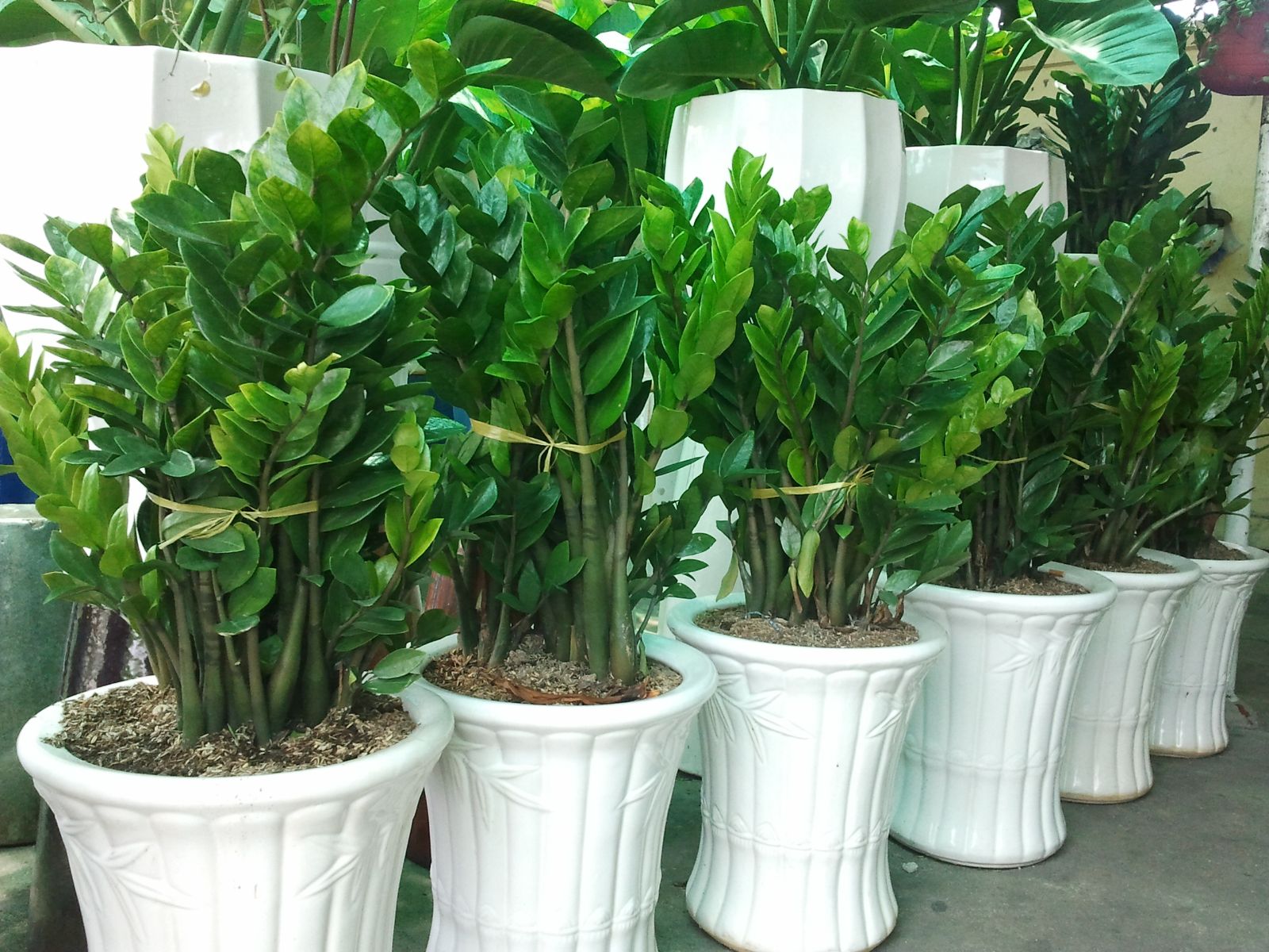 cây kim tiền trồng ban công